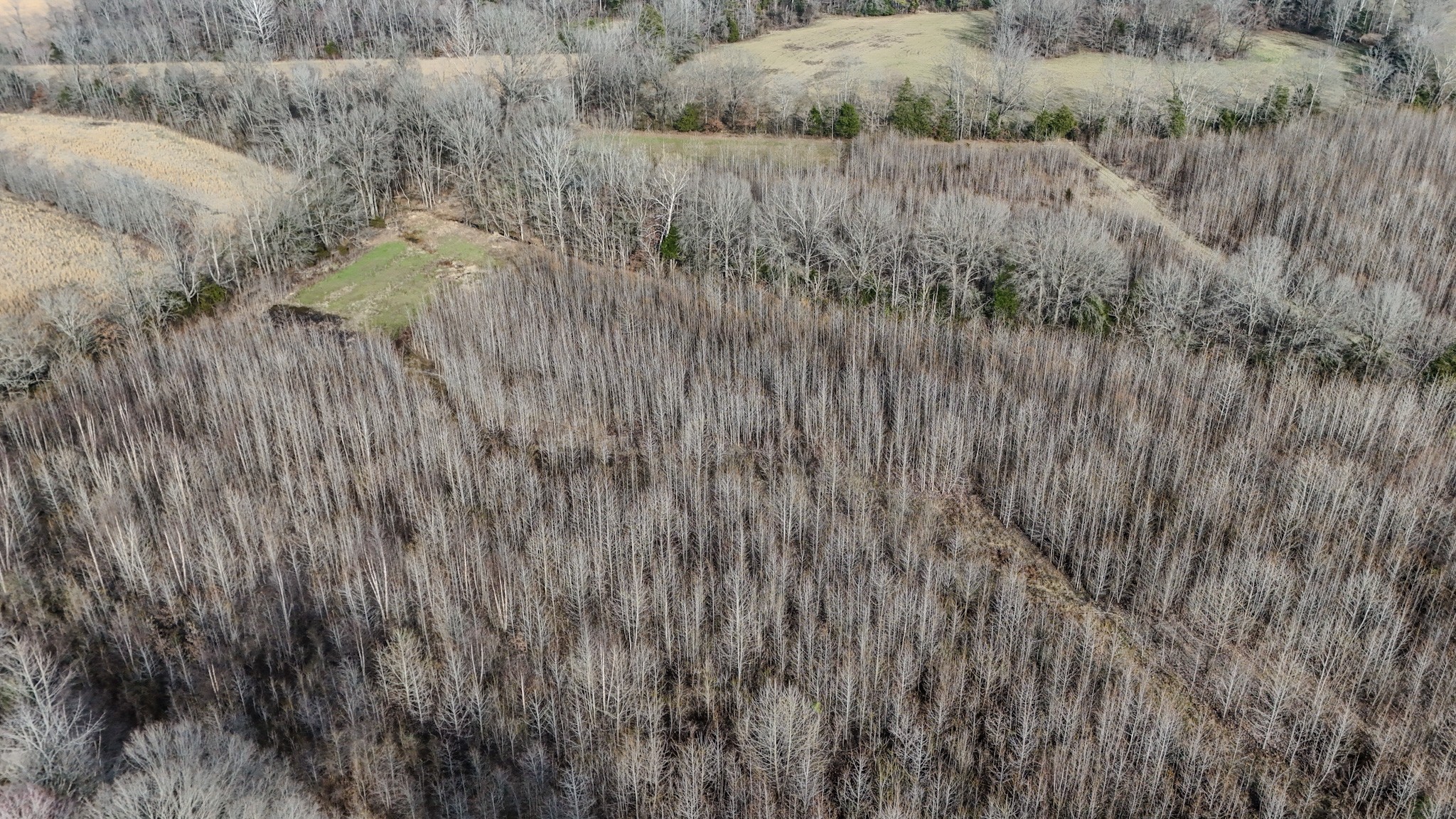 835 Mt Zion Road Scotts Hill, TN 38374 - Photo 38 of 76 a view of a lush green field