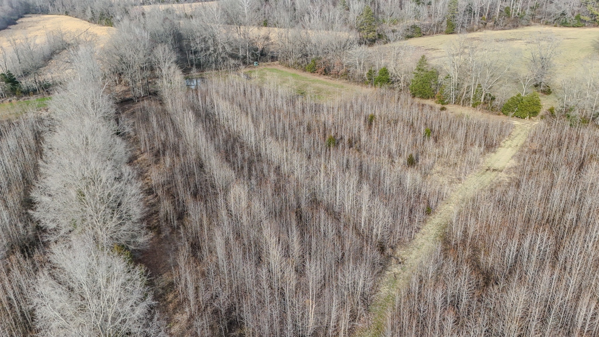 835 Mt Zion Road Scotts Hill, TN 38374 - Photo 43 of 76 a view of a dry yard with trees