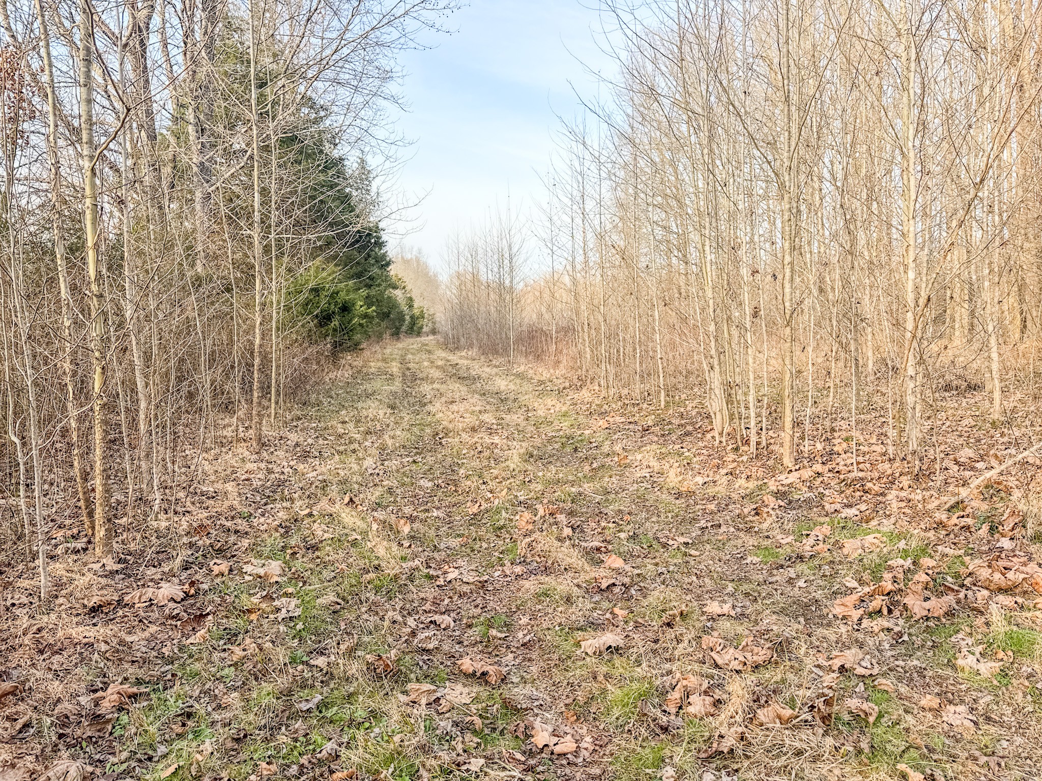 835 Mt Zion Road Scotts Hill, TN 38374 - Photo 52 of 76 a view of yard