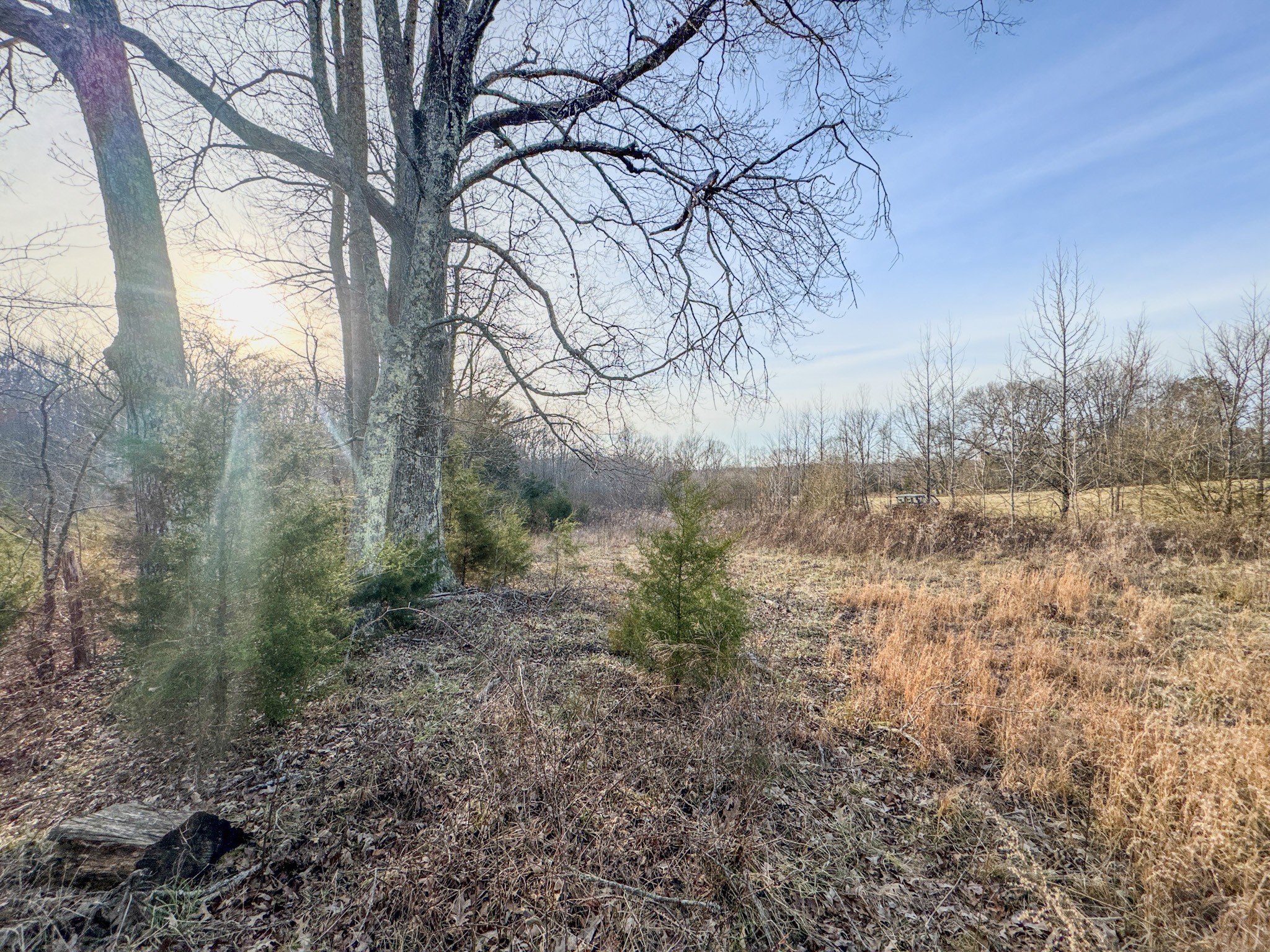835 Mt Zion Road Scotts Hill, TN 38374 - Photo 61 of 76 a view of a yard with a tree