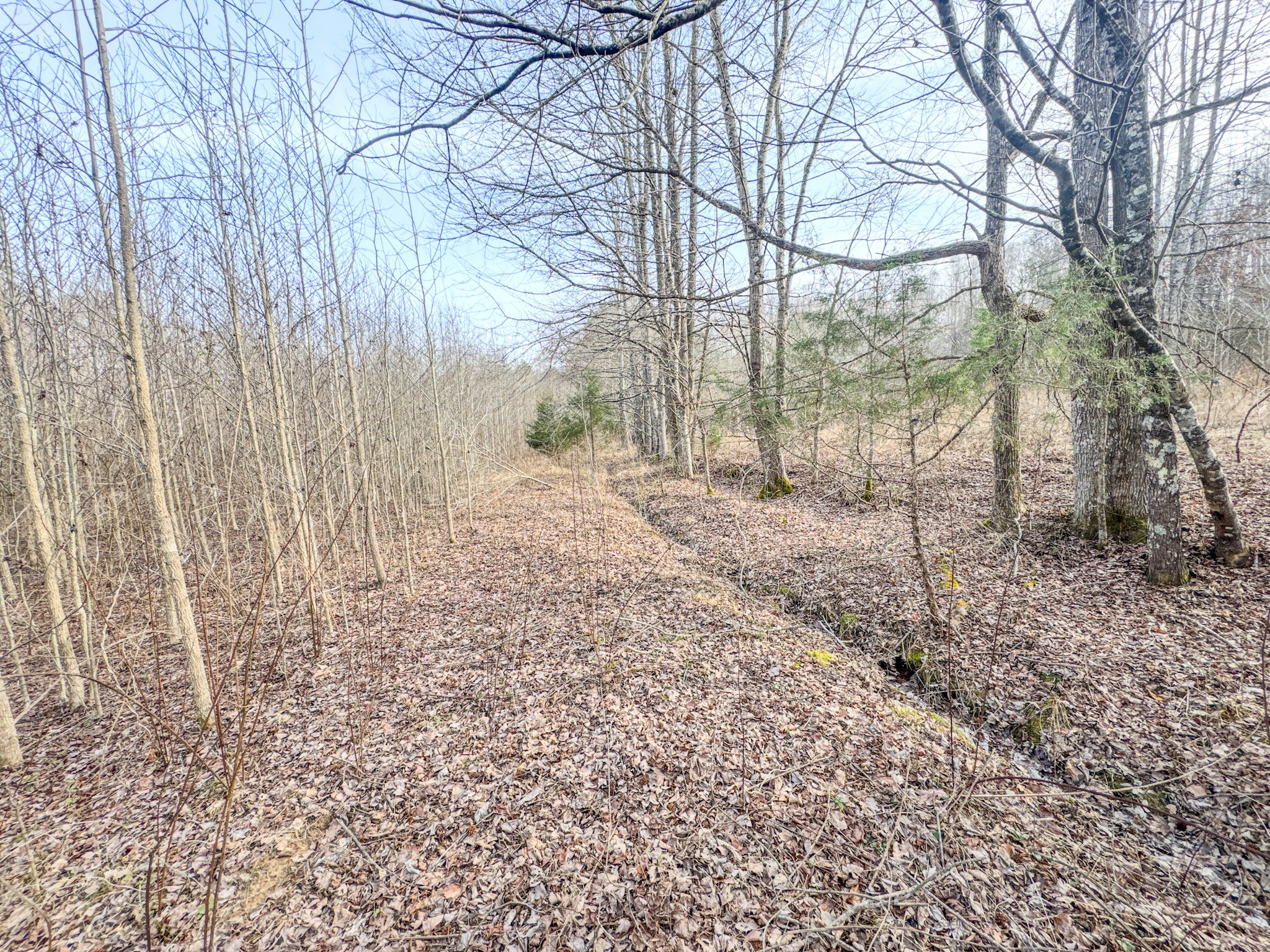 835 Mt Zion Road Scotts Hill, TN 38374 - Photo 63 of 76 a backyard of a house with lots of green space