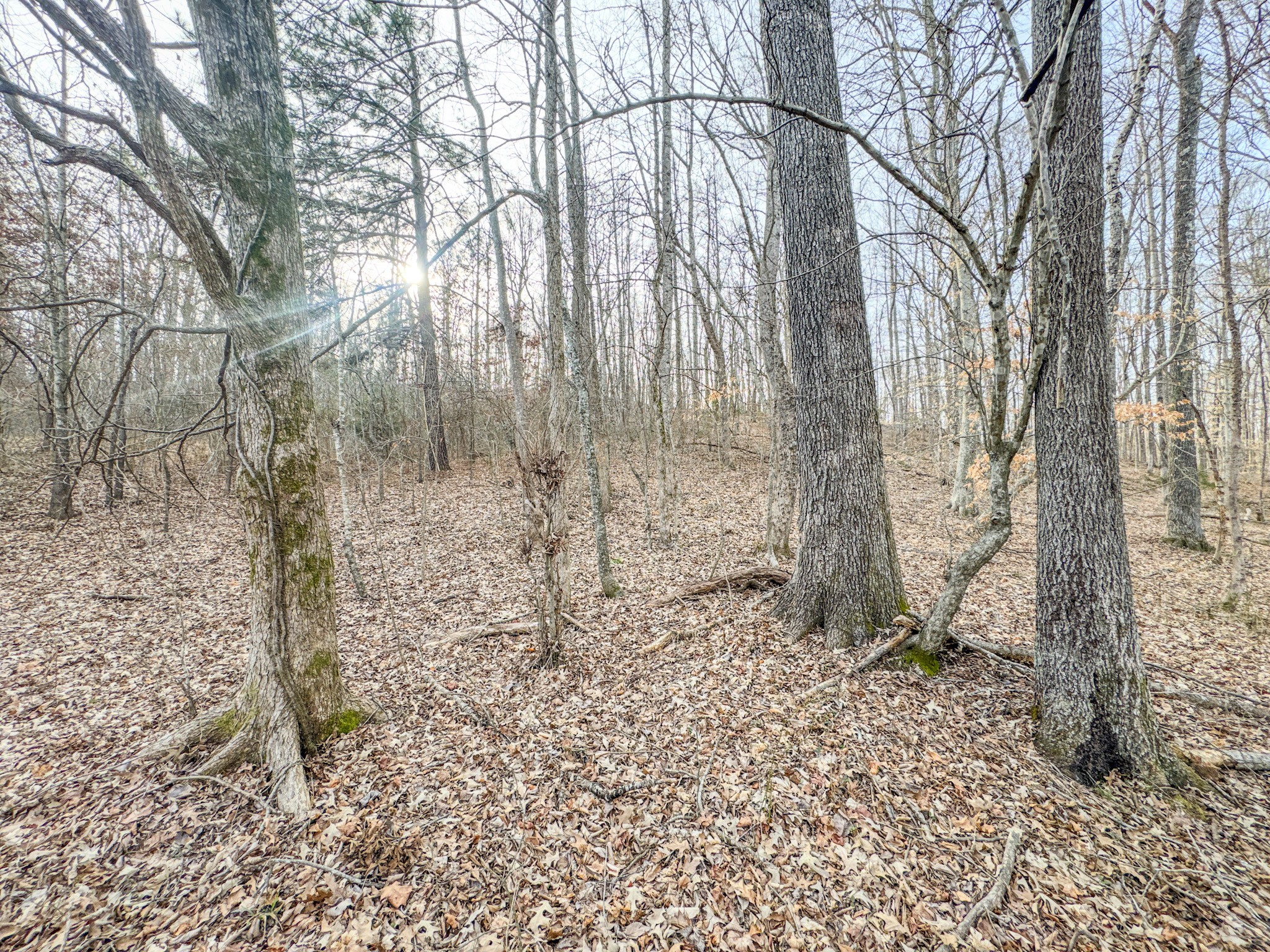 835 Mt Zion Road Scotts Hill, TN 38374 - Photo 65 of 76 a backyard of a house with lots of green space