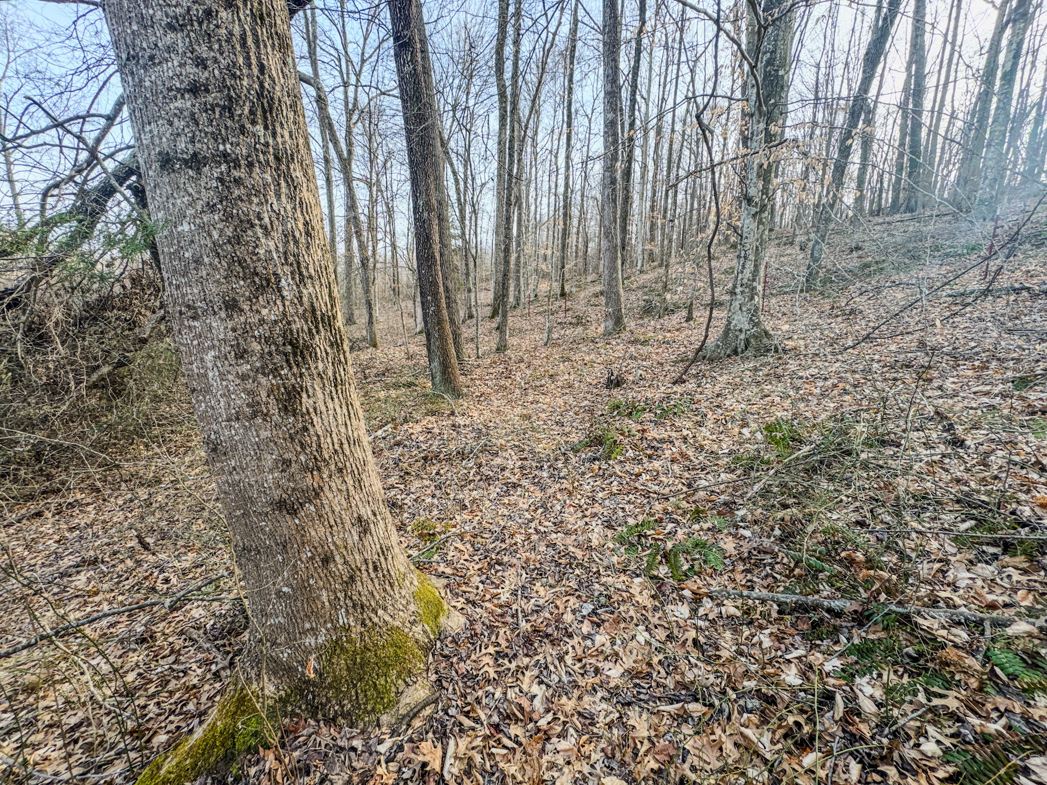 835 Mt Zion Road Scotts Hill, TN 38374 - Photo 66 of 76 a view of small space with lots of trees