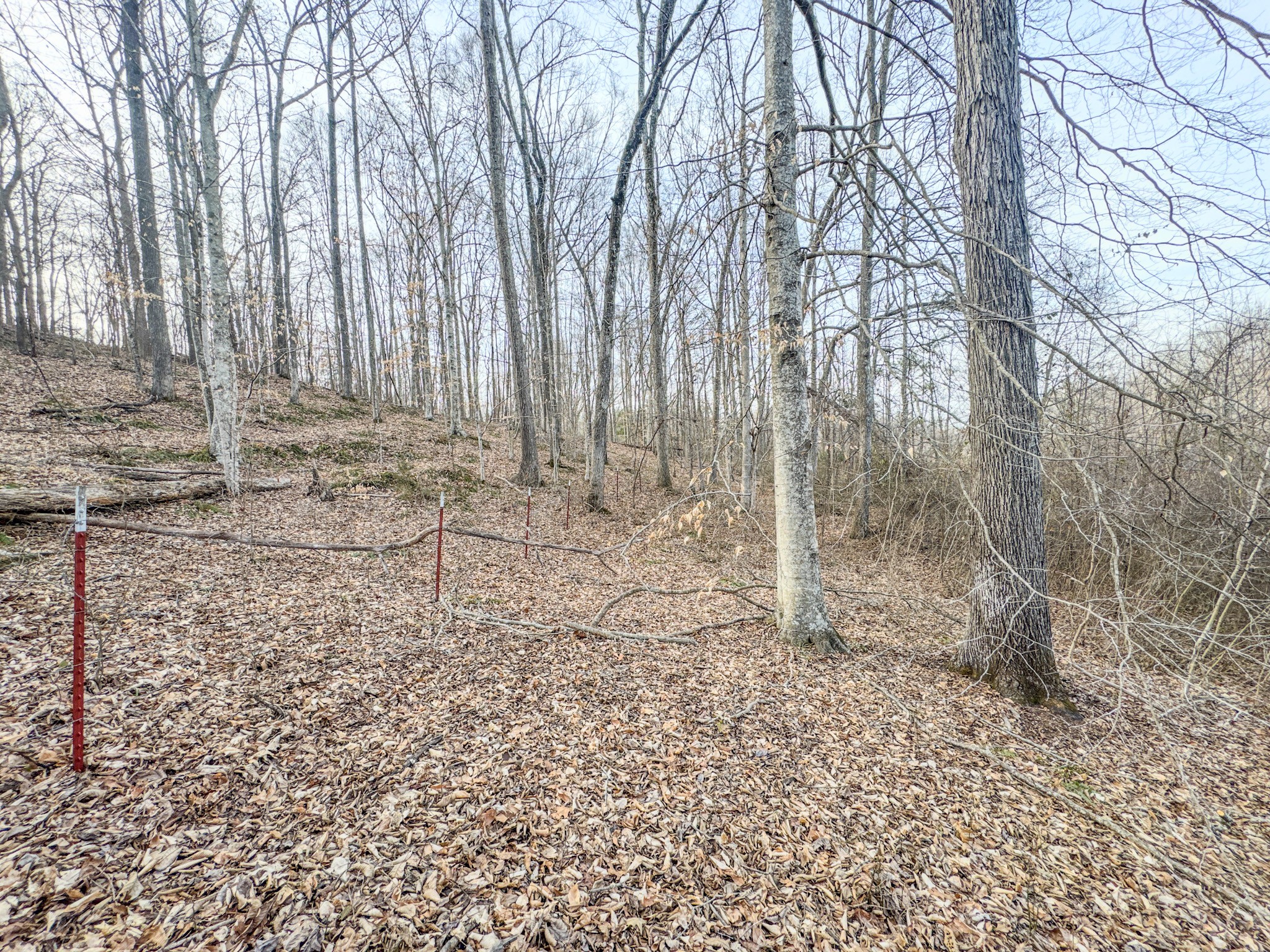 835 Mt Zion Road Scotts Hill, TN 38374 - Photo 67 of 76 a backyard of a house with lots of green space