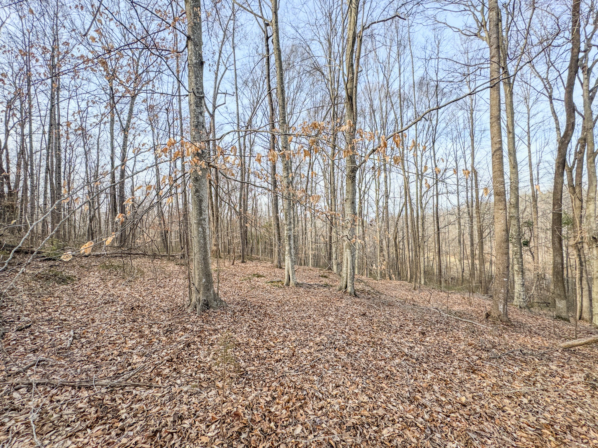 835 Mt Zion Road Scotts Hill, TN 38374 - Photo 69 of 76 a backyard of a house with lots of green space