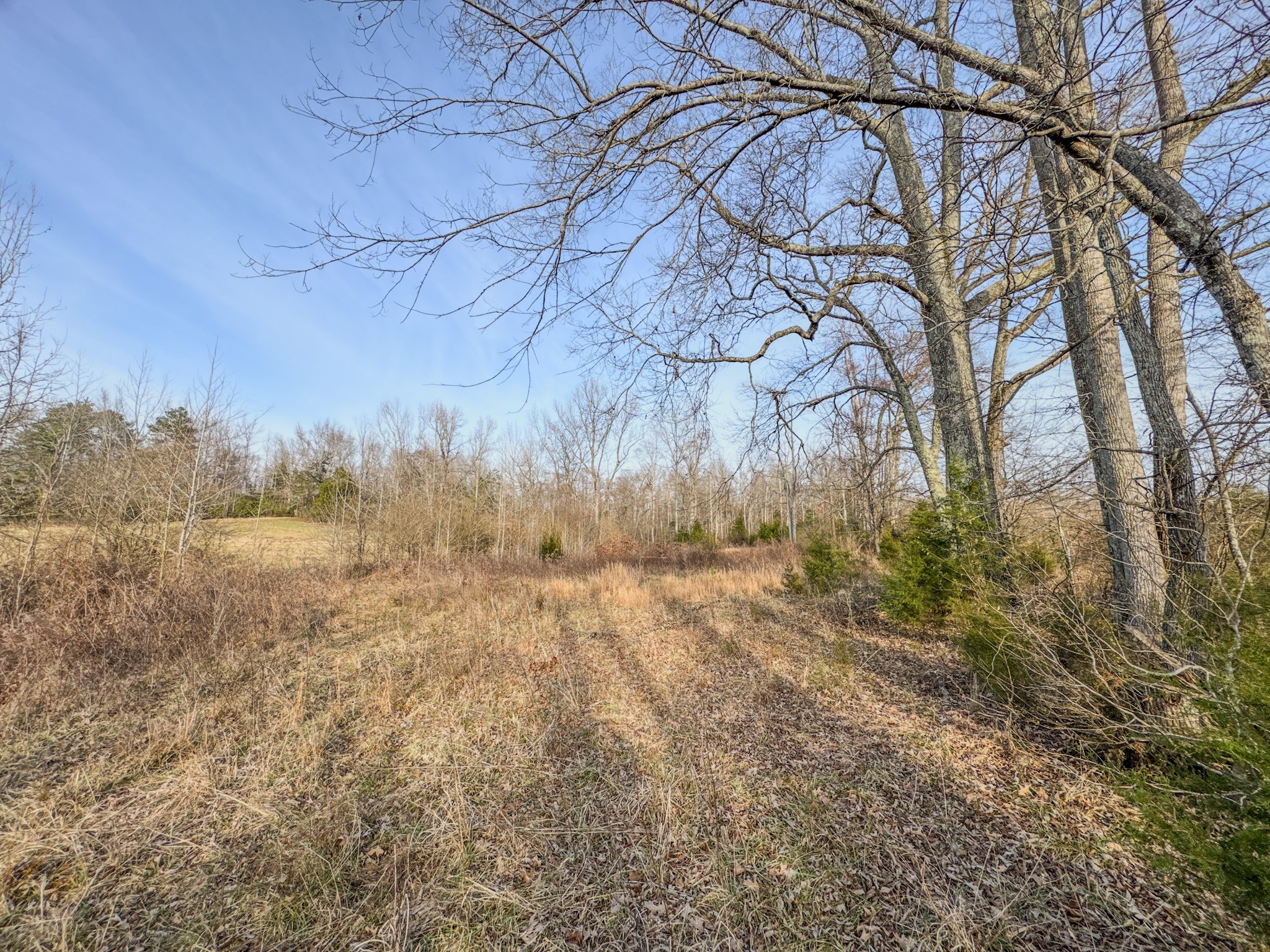 835 Mt Zion Road Scotts Hill, TN 38374 - Photo 72 of 76 a view of yard with trees