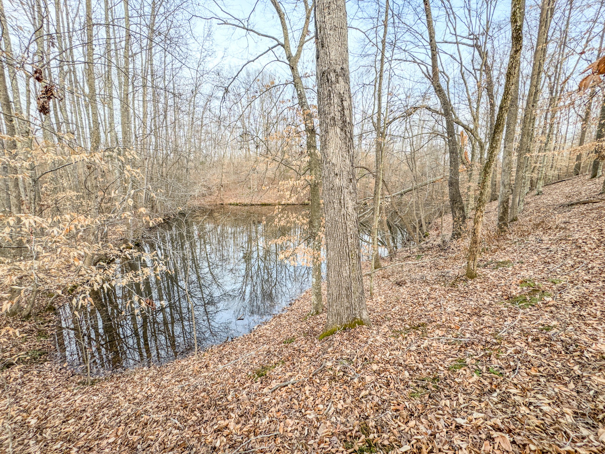 835 Mt Zion Road Scotts Hill, TN 38374 - Photo 8 of 76 a view of a pathway with a yard