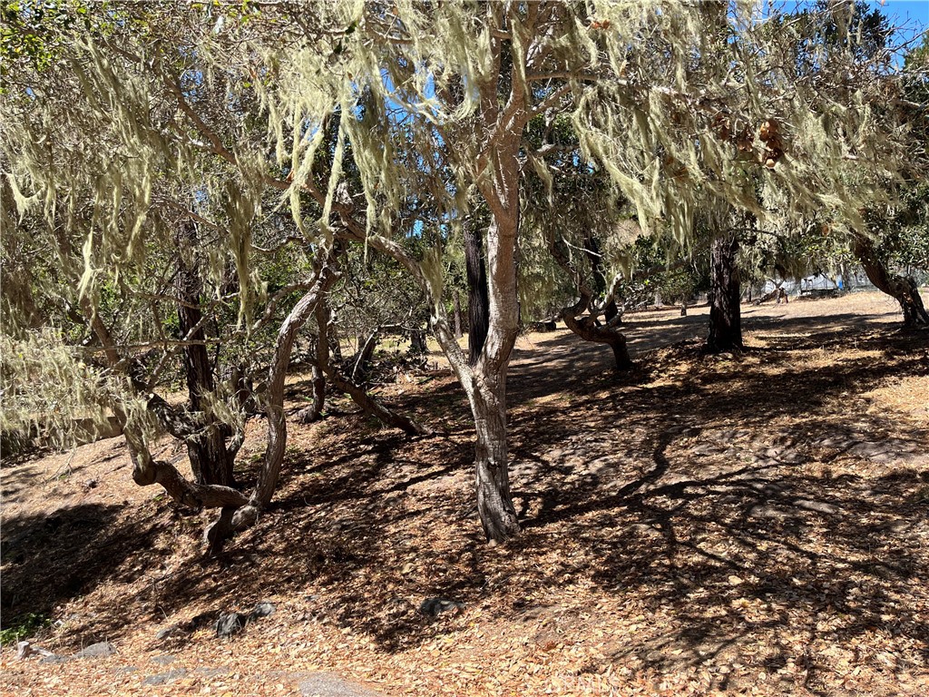 34 Kenneth Drive Cambria, CA 93428 - Photo 2 of 4 a view of a tree in a yard