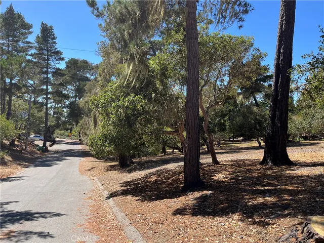 a view of a tree in the middle of a yard