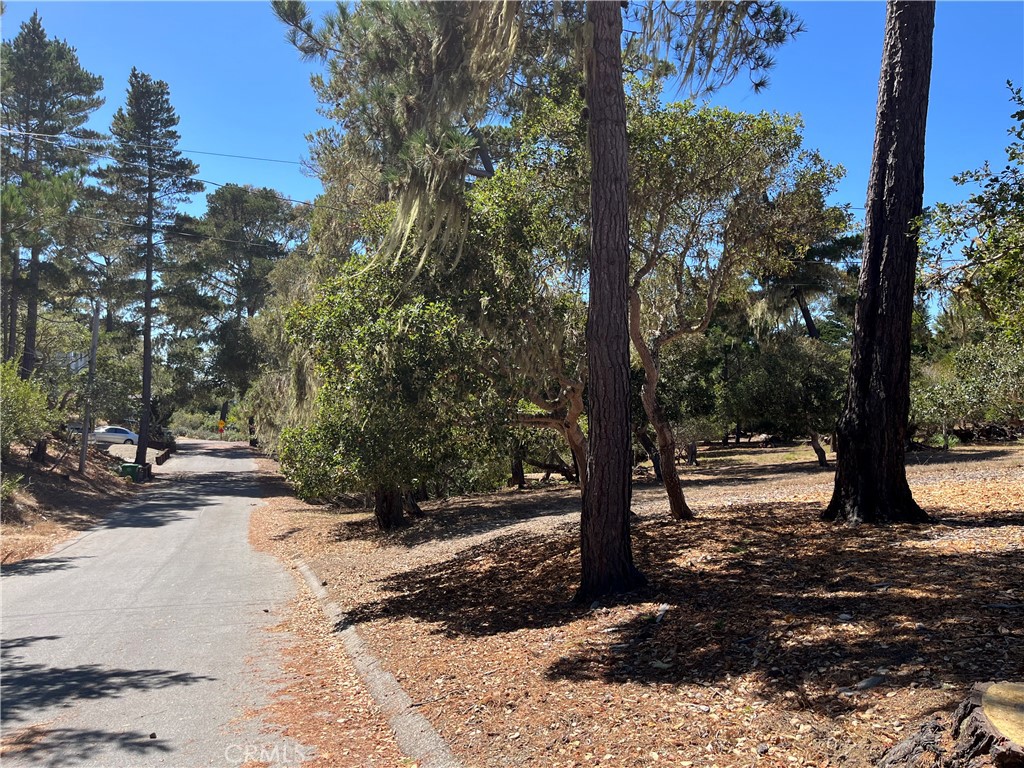 34 Kenneth Drive Cambria, CA 93428 - Photo 3 of 4 a view of a tree in the middle of a yard