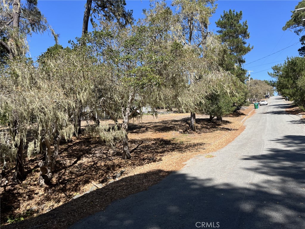 34 Kenneth Drive Cambria, CA 93428 - Photo 4 of 4 a view of a yard with plants and trees