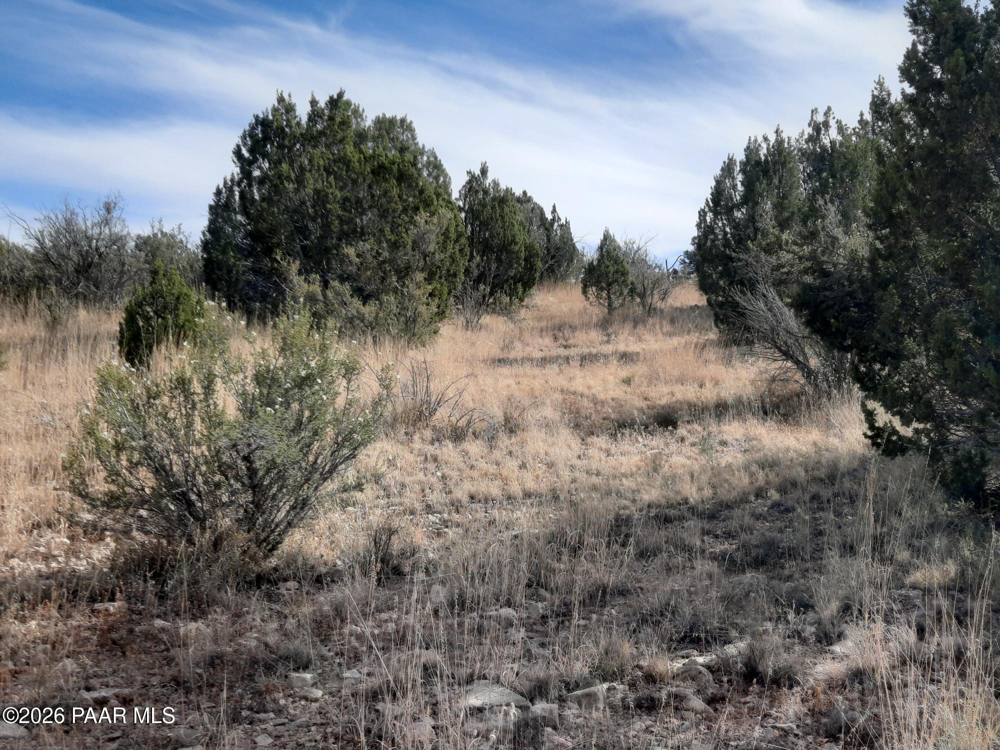 a view of a forest with trees in the background