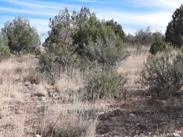 a view of a forest with a tree in the background