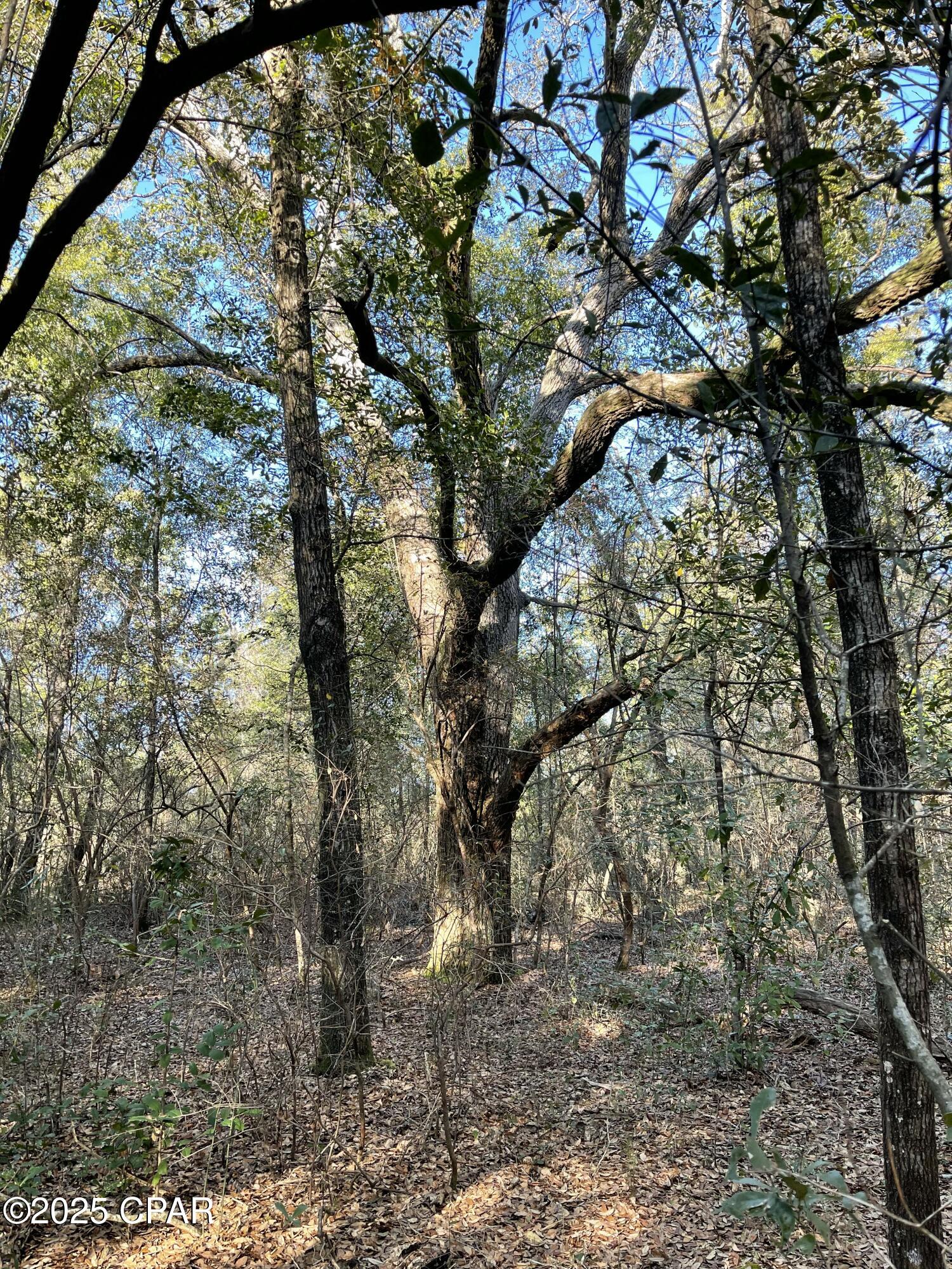 0 Bent Oaks Road Chipley, FL 32428 - Photo 16 of 21