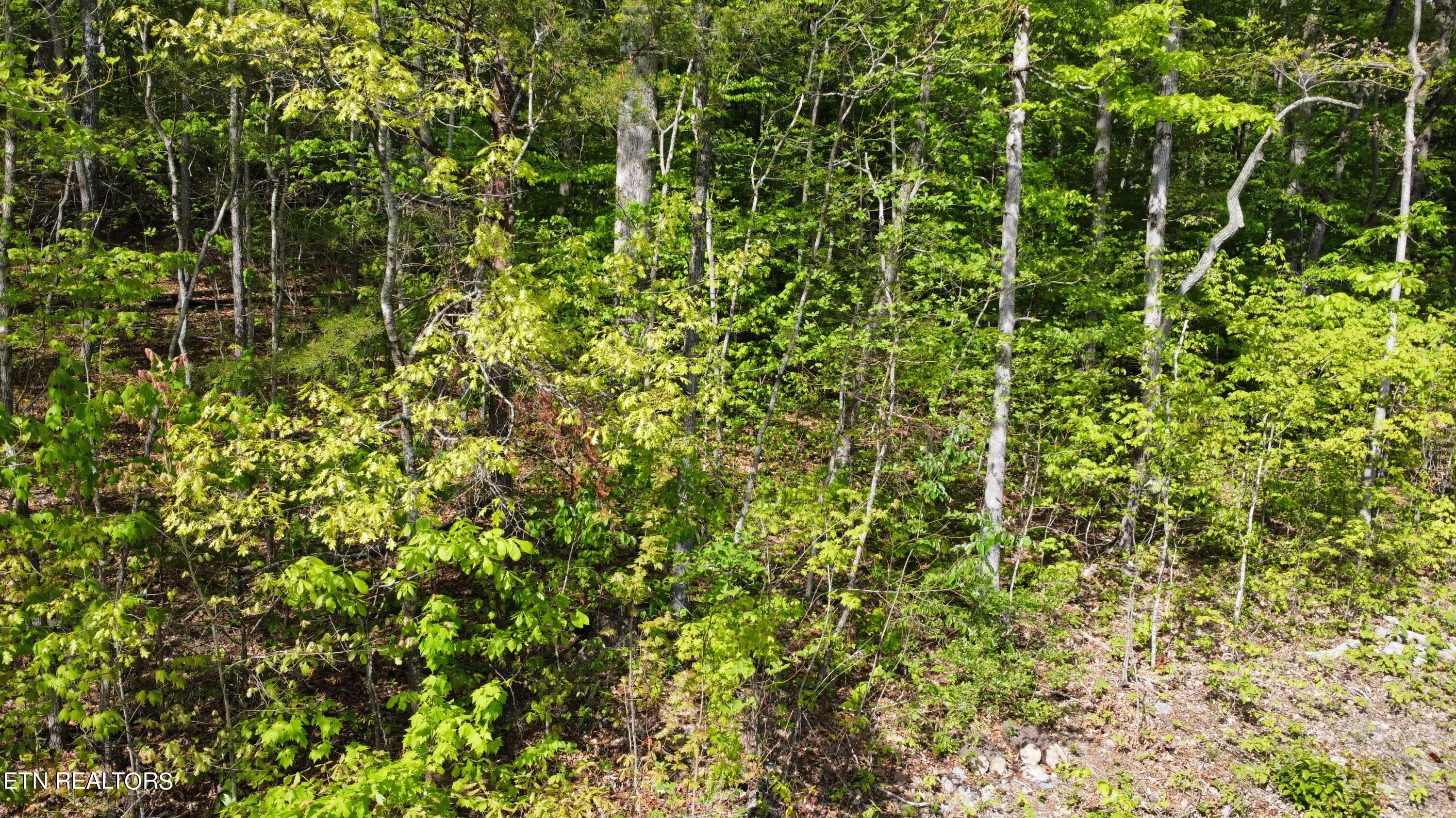 8700 Heiskell Road Powell, TN 37849 - Photo 4 of 13 dji_fly_20240424_164920_72_1713991770975