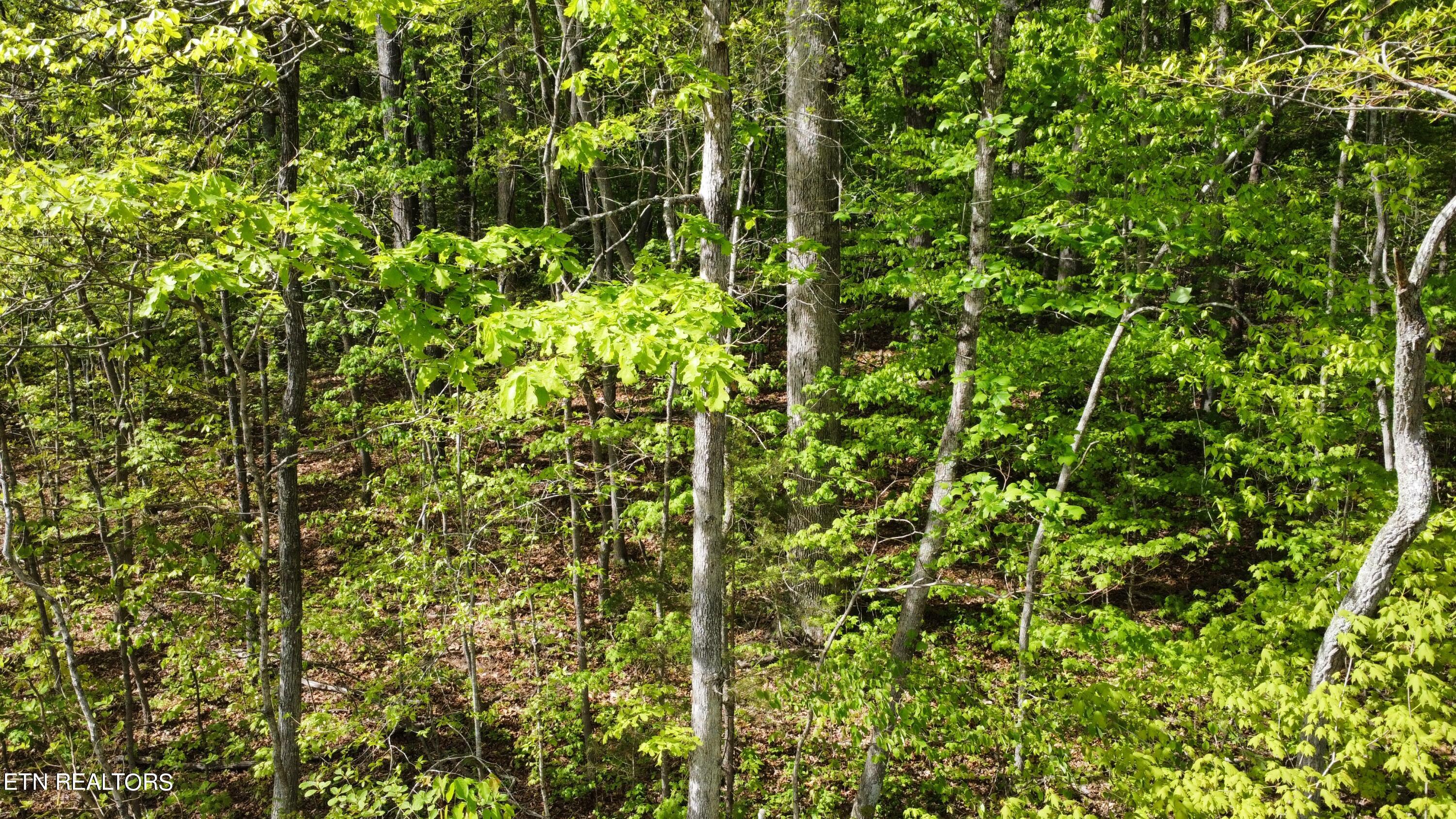 8700 Heiskell Road Powell, TN 37849 - Photo 7 of 13 dji_fly_20240424_164026_62_1713991396509