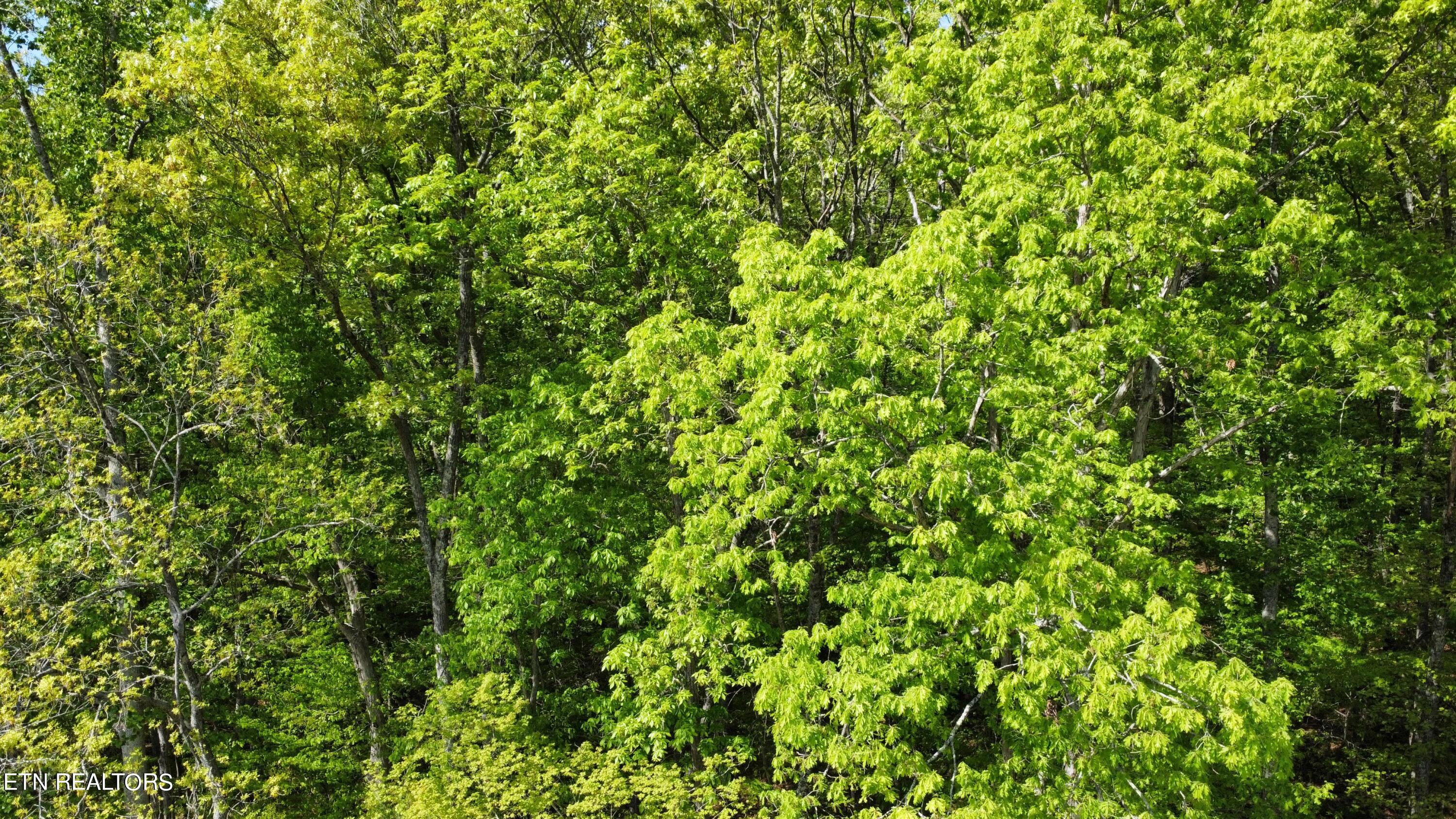 8700 Heiskell Road Powell, TN 37849 - Photo 8 of 13 dji_fly_20240424_164532_65_1713991547215