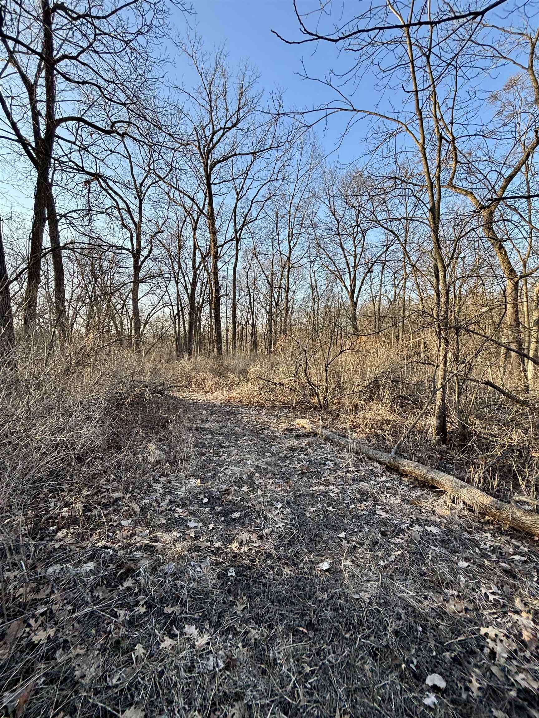 Tbd South Elmoville Road Stockton, IL 61085 - Photo 7 of 29 a view of dirt yard with a tree