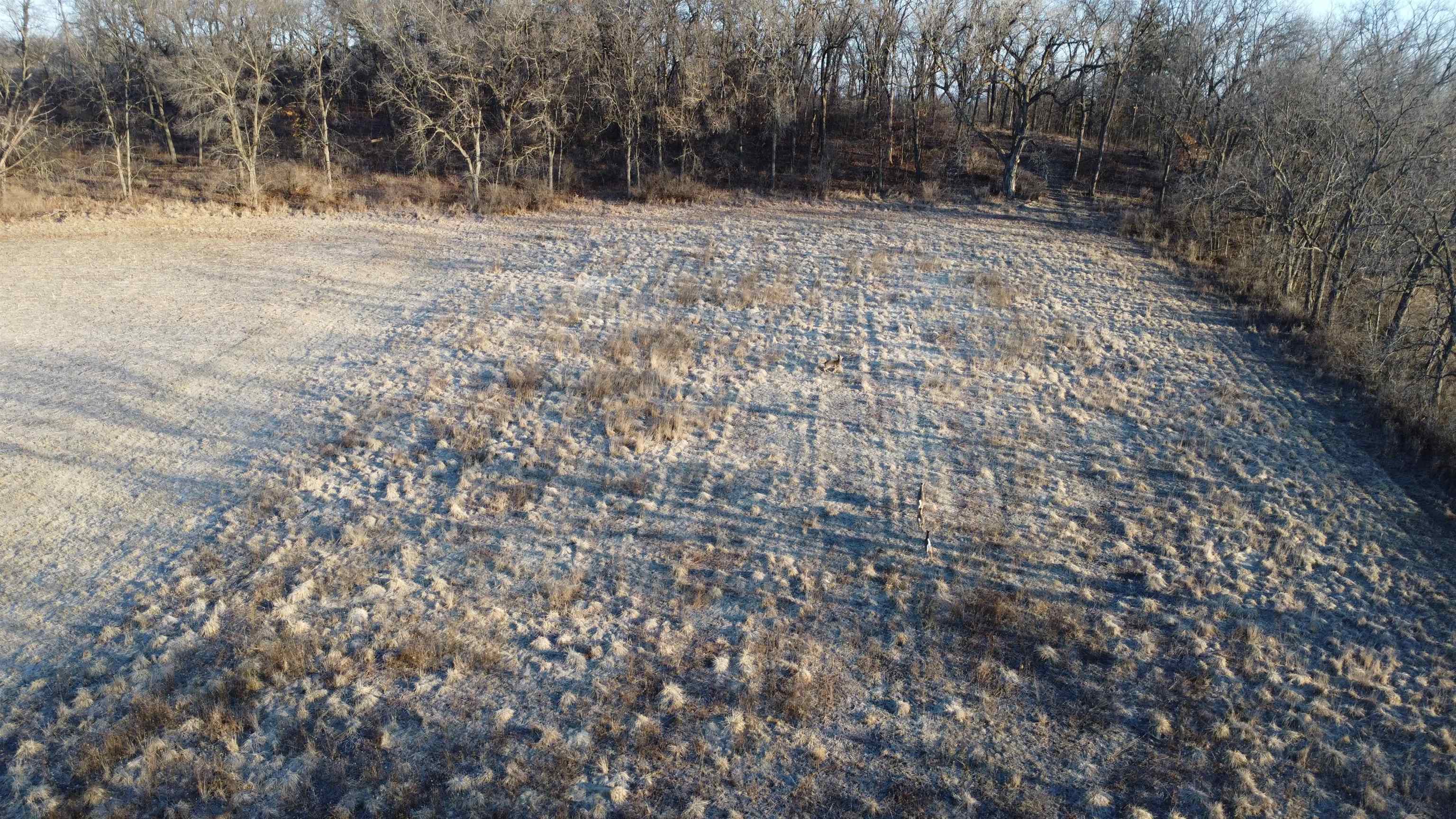 Tbd South Elmoville Road Stockton, IL 61085 - Photo 9 of 29 a view of a yard with trees