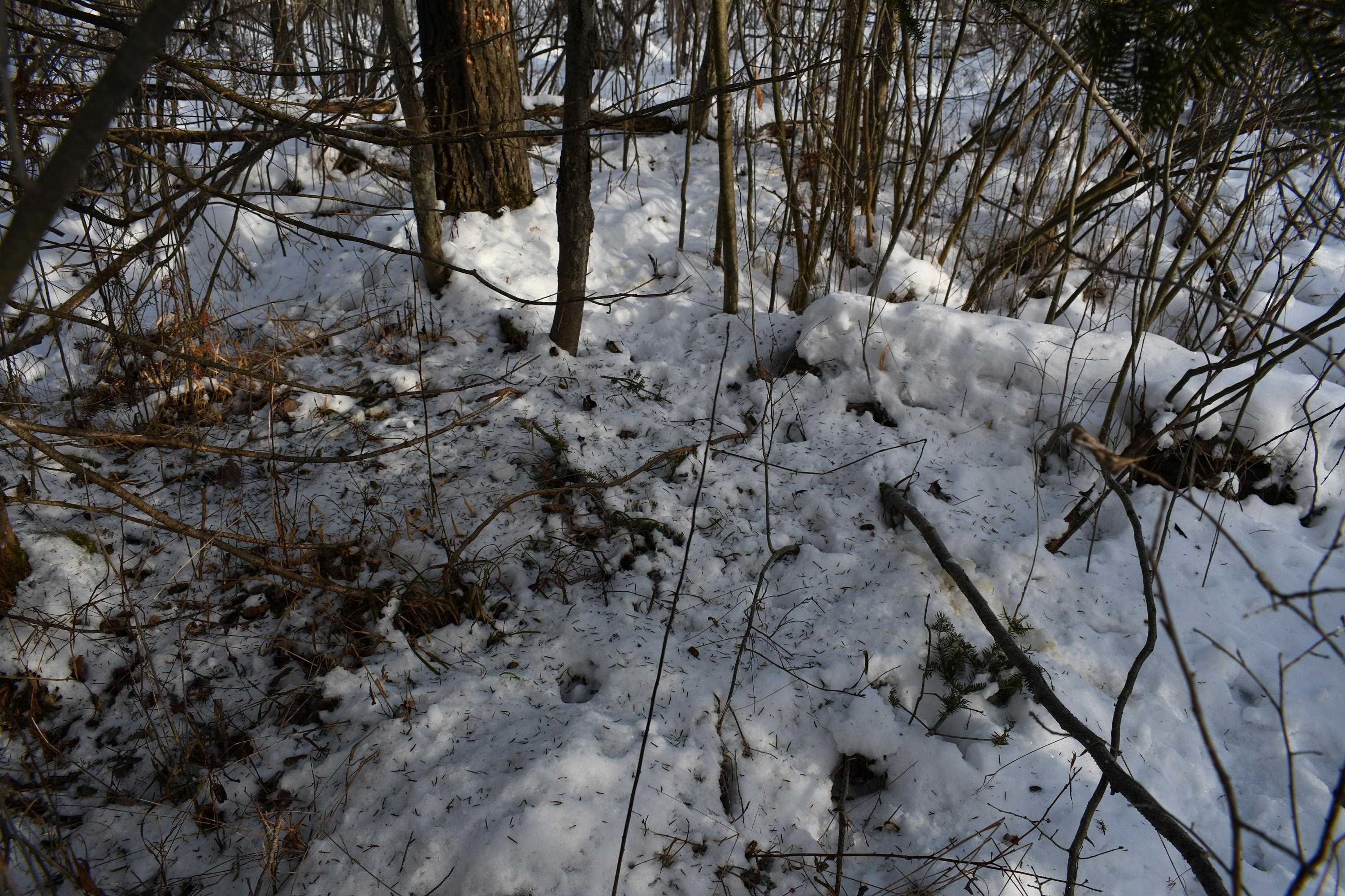 0 South Barlow Road Mikado, MI 48745 - Photo 19 of 28