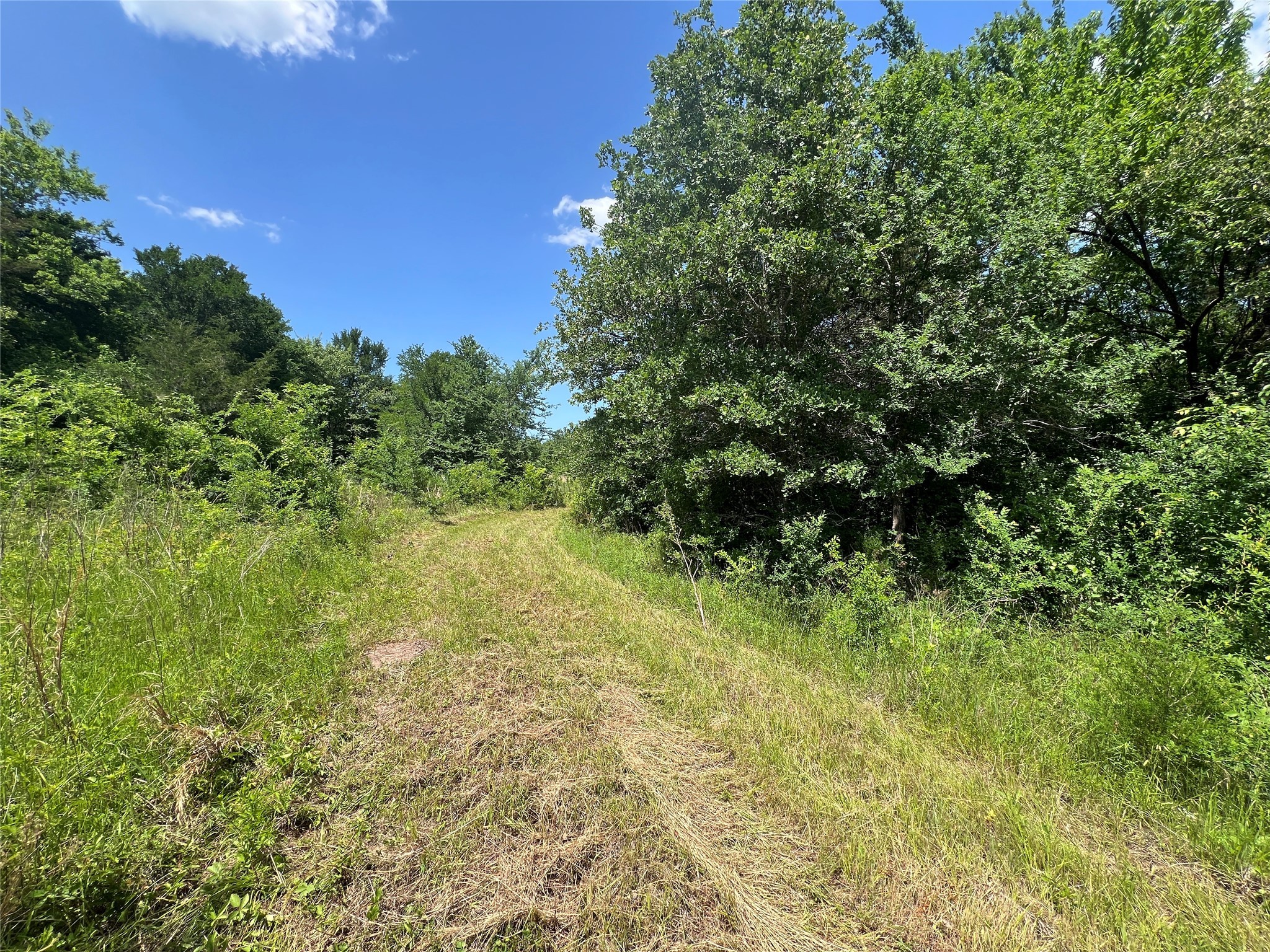 Lot #2 Cr 218 Road Anderson, TX 77830 - Photo 11 of 17 a view of a yard with plants and a tree