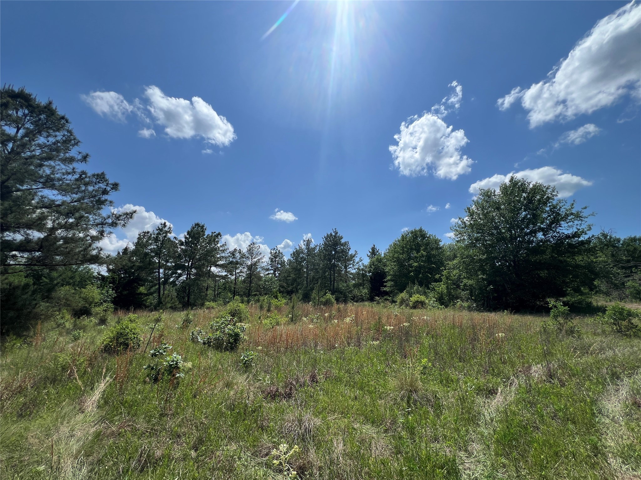 Lot #2 Cr 218 Road Anderson, TX 77830 - Photo 2 of 17 a view of a house with a big yard