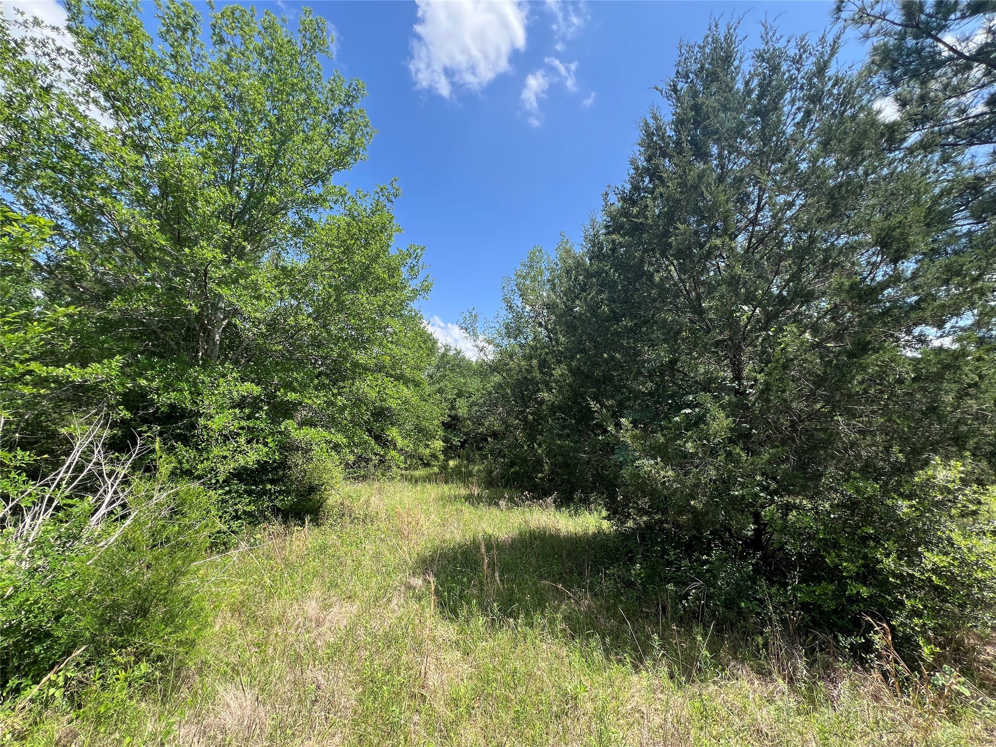 Lot #2 Cr 218 Road Anderson, TX 77830 - Photo 4 of 17 a view of a lake with a yard