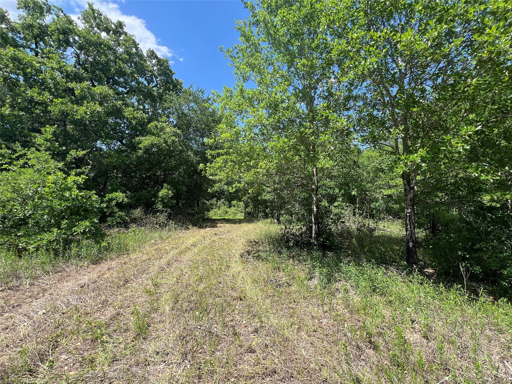 Lot #2 Cr 218 Road Anderson, TX 77830 - Photo 6 of 17 a view of a yard with plants and a tree