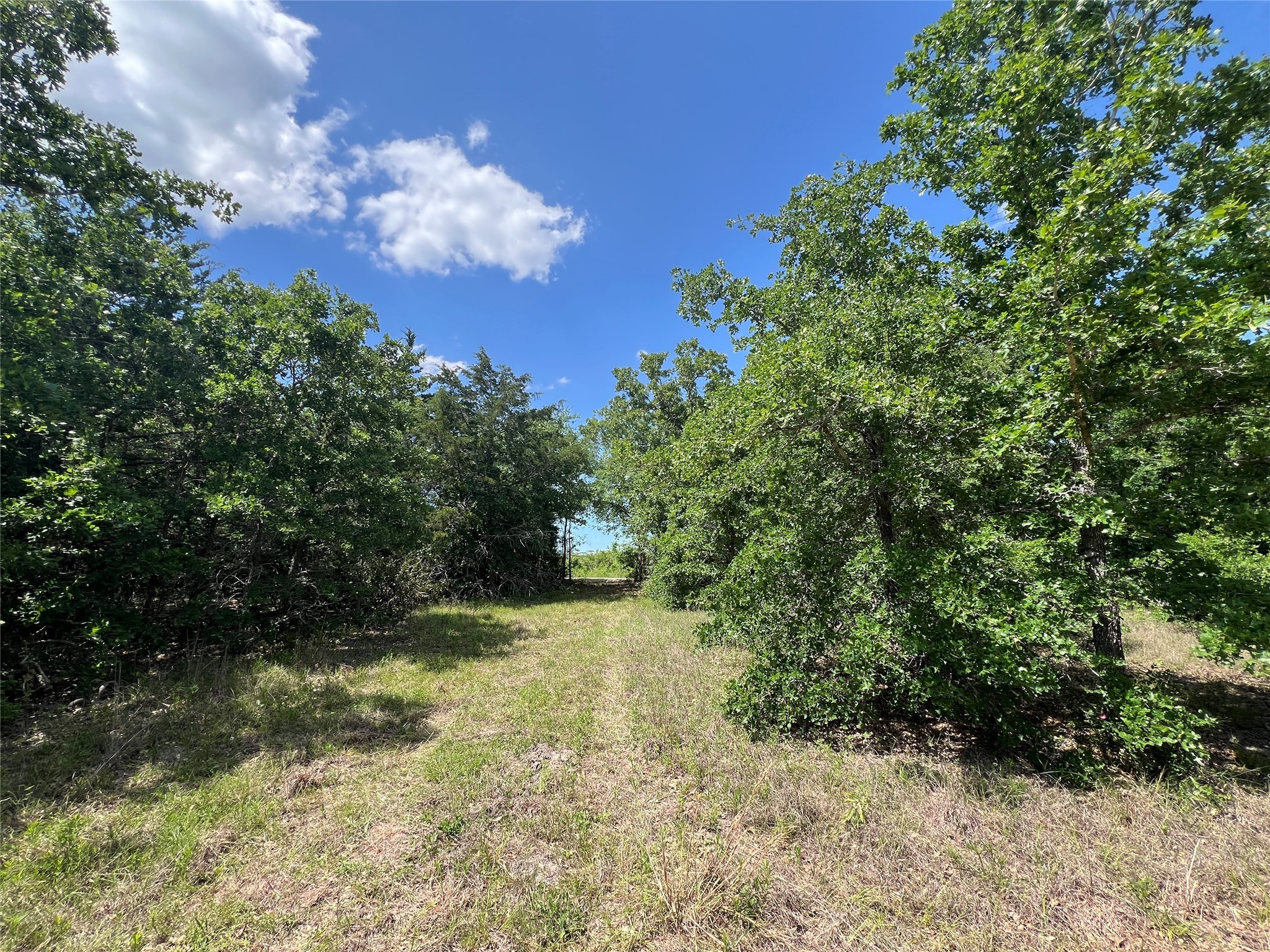 Lot #2 Cr 218 Road Anderson, TX 77830 - Photo 8 of 17 a view of a yard with plants and a tree