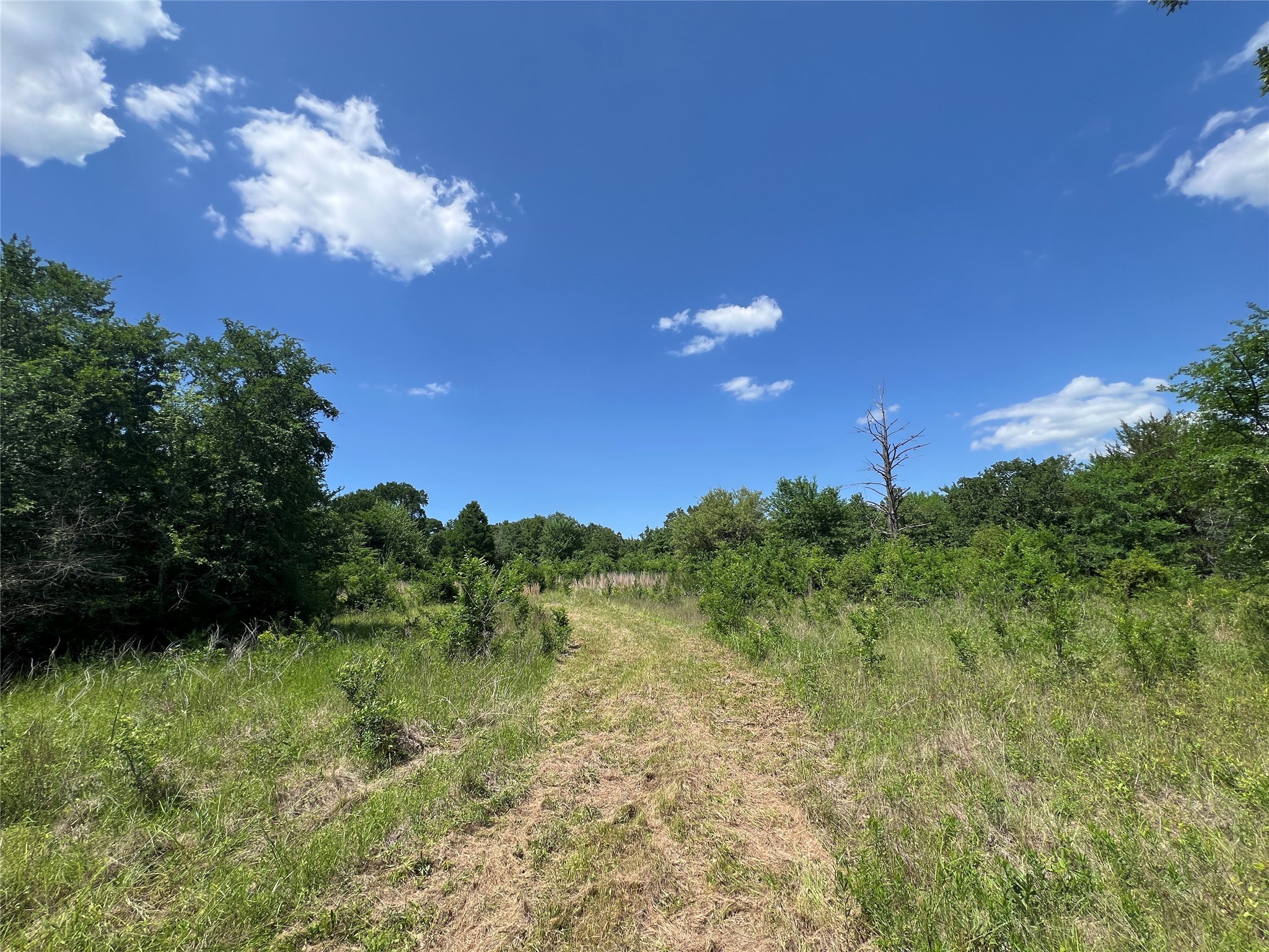 Lot #2 Cr 218 Road Anderson, TX 77830 - Photo 10 of 17 a view of a yard with a tree