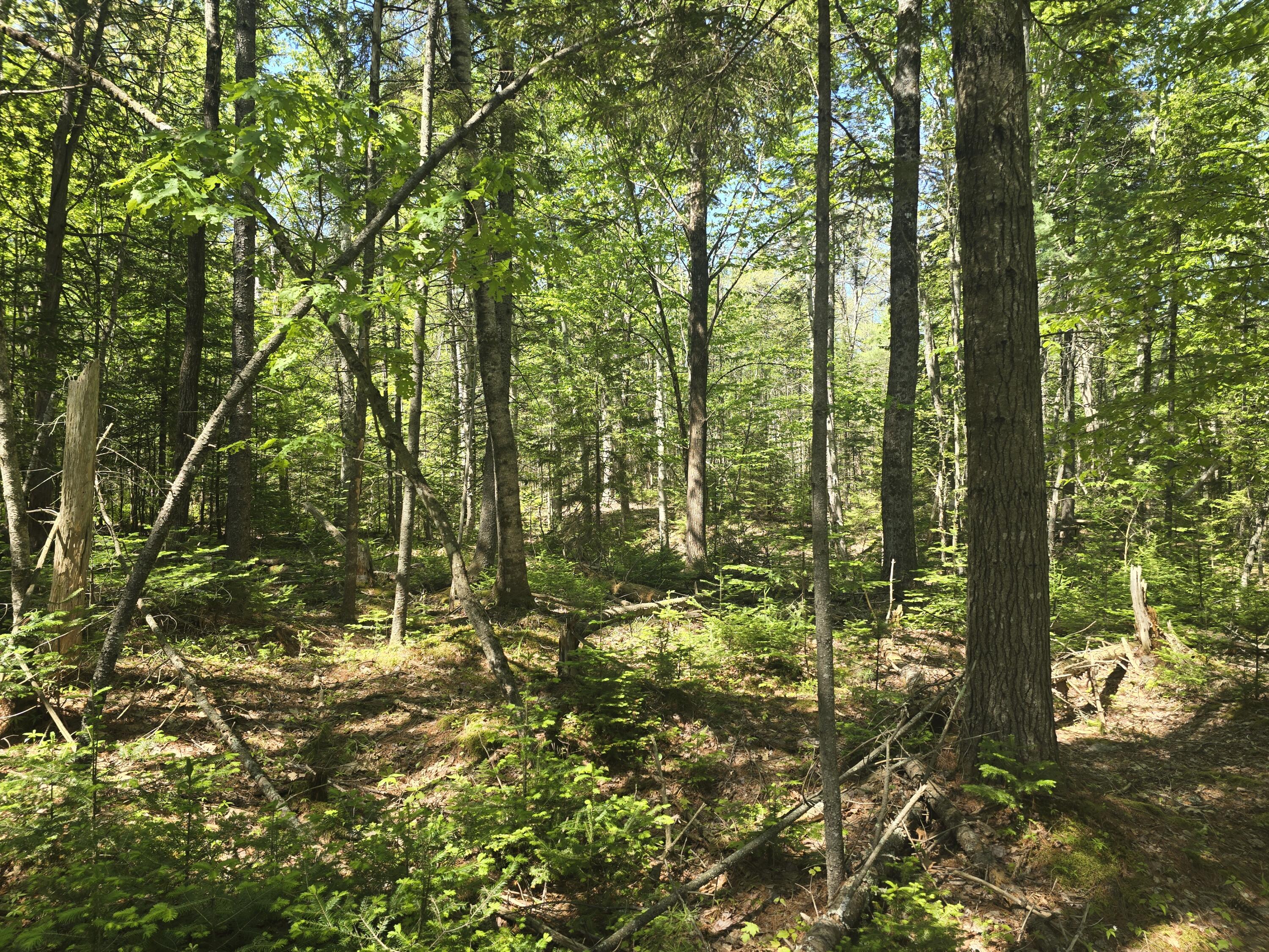 0 Boothbay Road Edgecomb, ME 04556 - Photo 4 of 20 20260603_103040