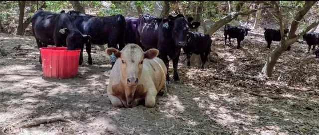 a view of backyard with green space