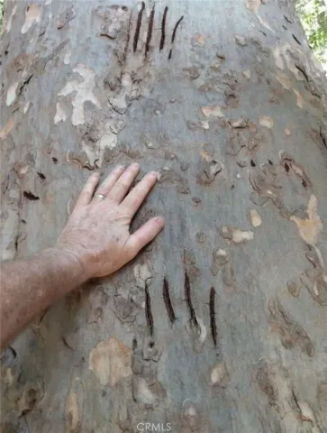 a view of a backyard with two of water and mountain view