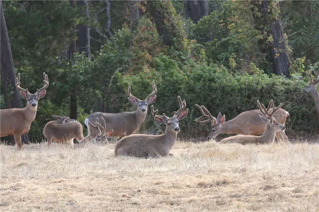 9500 Santa Rosa Creek Road Templeton, CA 93465 - Photo 15 of 23