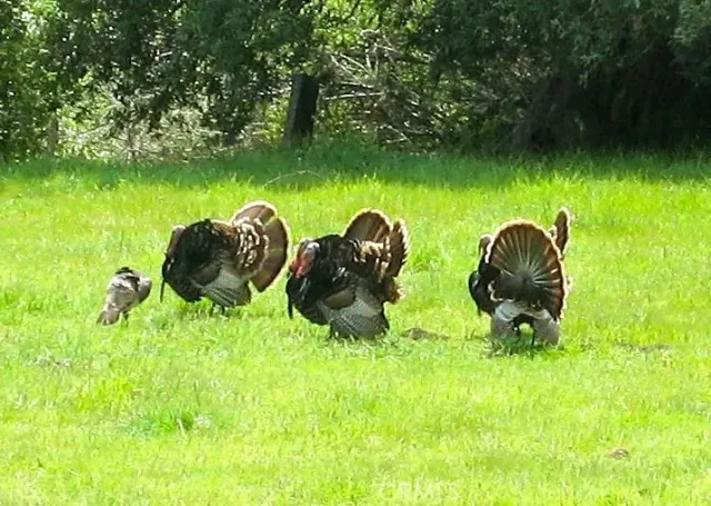 a view of a wooden door