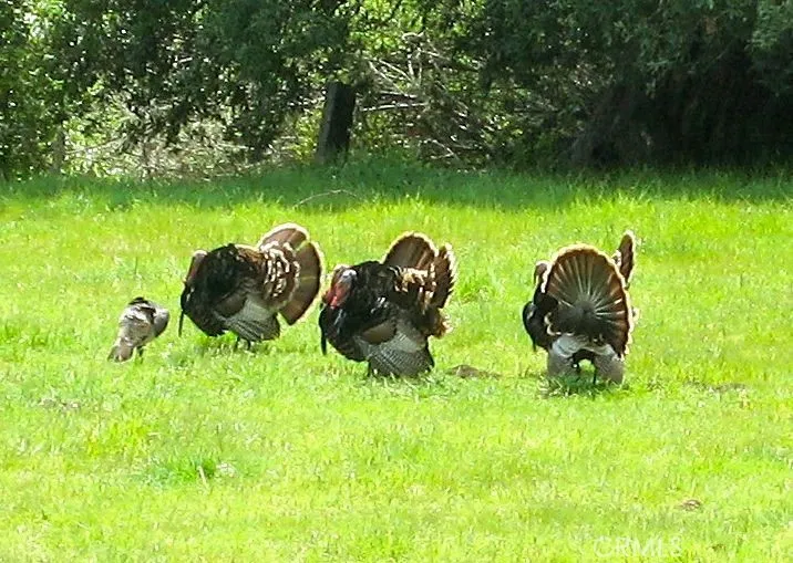 9500 Santa Rosa Creek Road Templeton, CA 93465 - Photo 18 of 23