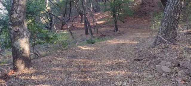 a view of a forest with trees