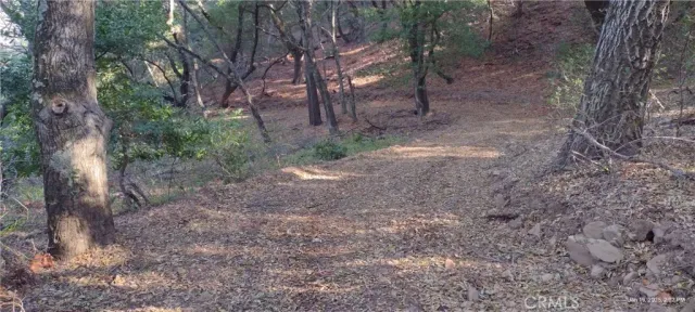 a view of a forest with trees
