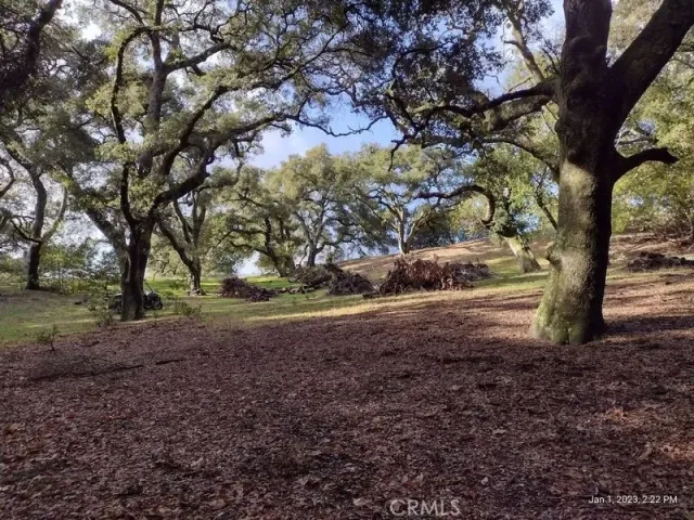 a view of dirt yard with a large tree