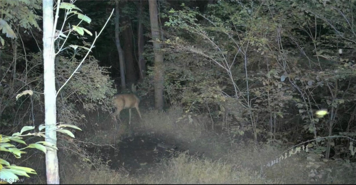 0 Close Road Newport, OH 45768 - Photo 14 of 15 View of nature