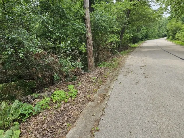 a view of a yard with plants and trees
