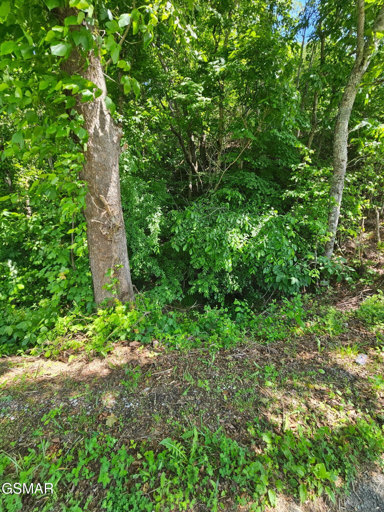 335 Oakwood Road Midway, TN 37809 - Photo 5 of 22