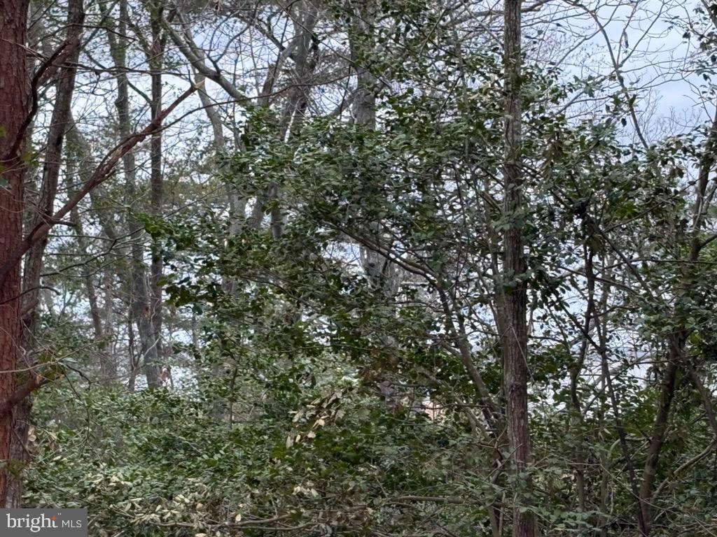 1145 Mathias Point Road King George, VA 22485 - Photo 3 of 39 a view of tree