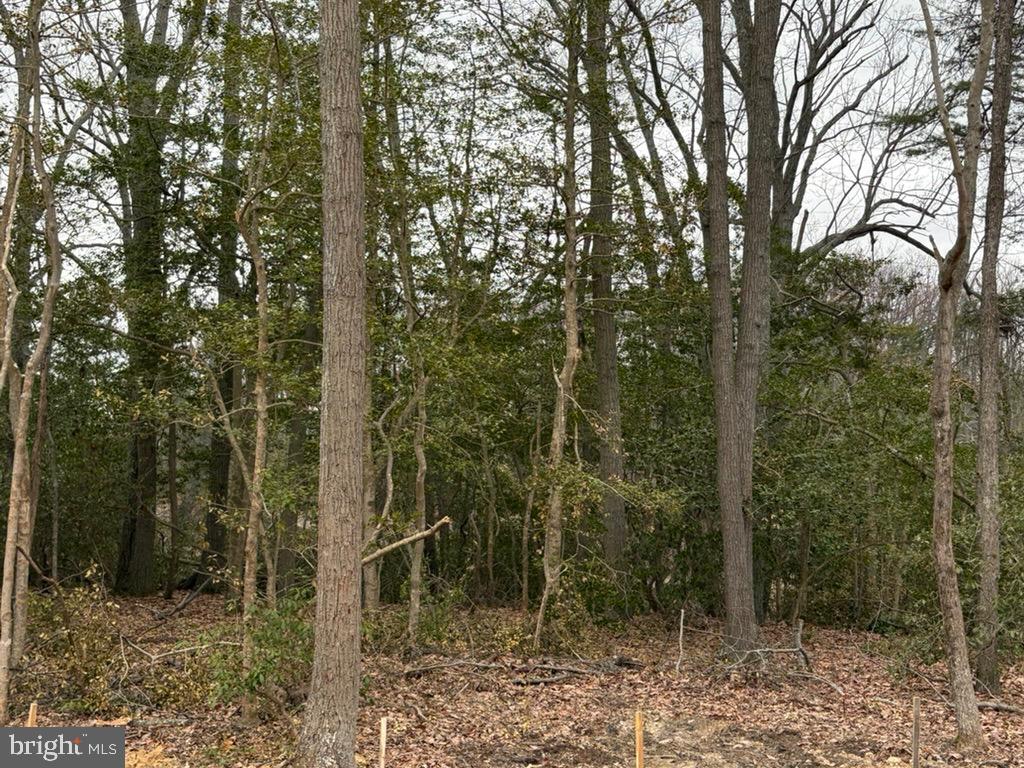 1145 Mathias Point Road King George, VA 22485 - Photo 5 of 39 a view of a forest
