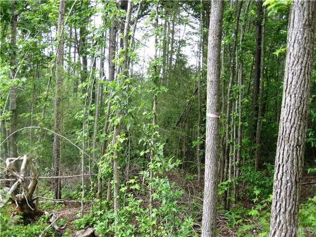 Clarence Brooks Road Pittsboro, NC 27312 - Photo 10 of 14 Hardwood on the property