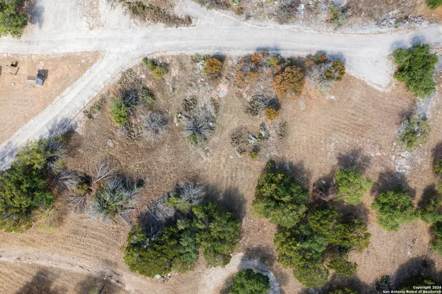a plant with lots of bushes and trees