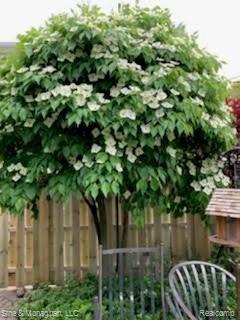 77 Muir Road Grosse Pointe, MI 48236 - Photo 41 of 43 tree.jpg
