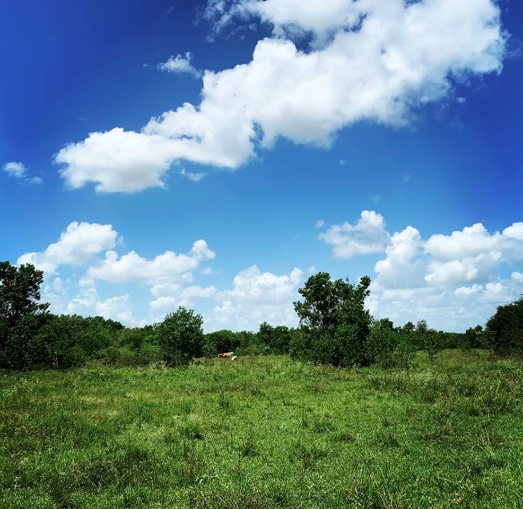 0 Fm 1462 Road Damon, TX 77430 - Photo 1 of 6
