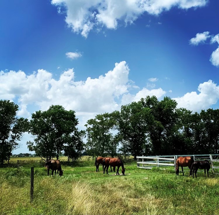 0 Fm 1462 Road Damon, TX 77430 - Photo 2 of 6