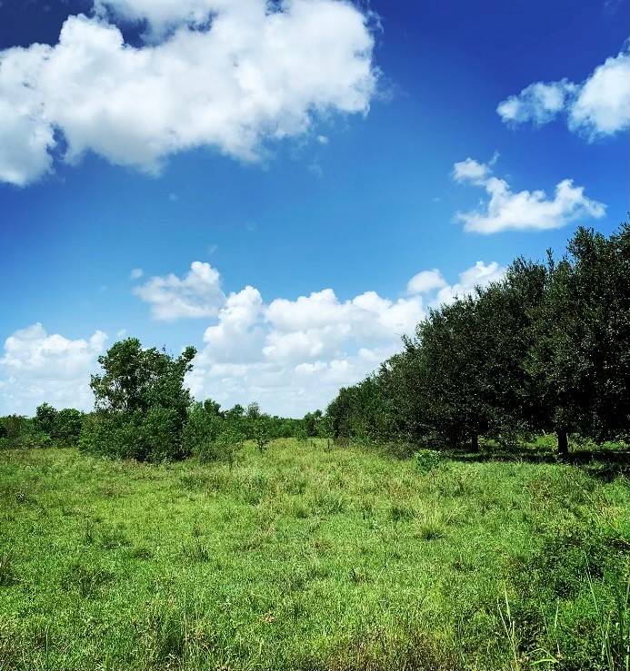 0 Fm 1462 Road Damon, TX 77430 - Photo 3 of 6